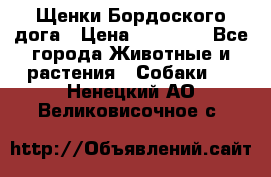 Щенки Бордоского дога › Цена ­ 60 000 - Все города Животные и растения » Собаки   . Ненецкий АО,Великовисочное с.